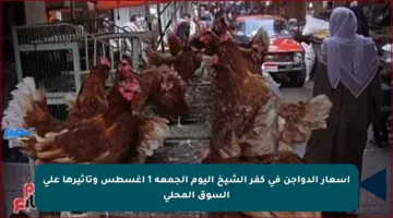 أسعار الدواجن في كفر الشيخ اليوم الجمعة 1 أغسطس وتأثيرها على السوق المحلي